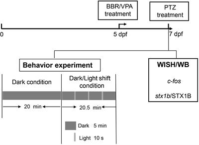 Syntaxin 1B Mediates Berberine’s Roles in Epilepsy-Like Behavior in a Pentylenetetrazole-Induced Seizure Zebrafish Model